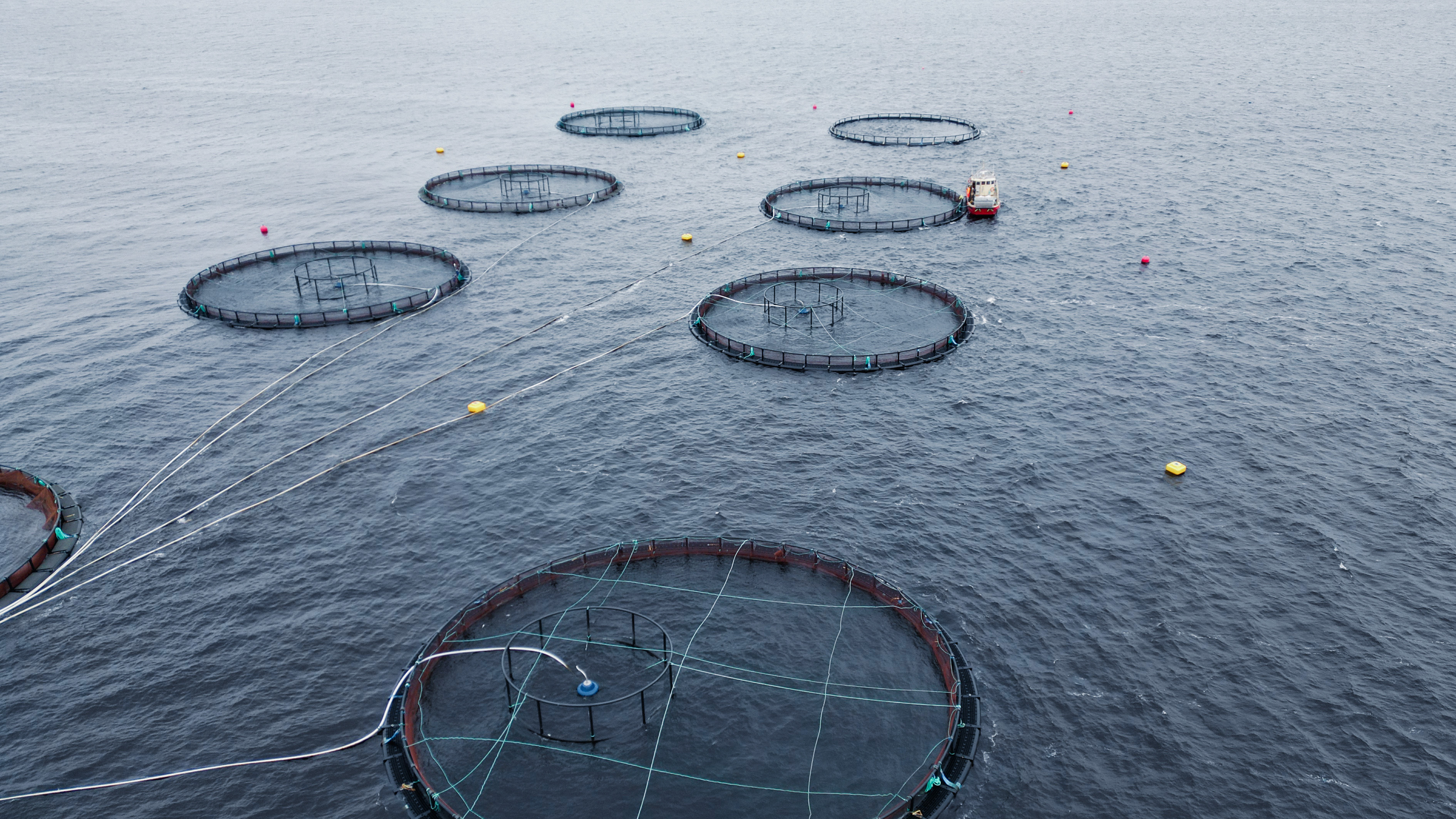 Aquaculture Nets - Mørenot Aquaculture